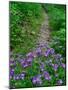 Footpath and Purple Phacelia Flowers, Shaker Landing, Kentucky, USA-Adam Jones-Mounted Photographic Print
