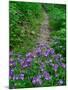 Footpath and Purple Phacelia Flowers, Shaker Landing, Kentucky, USA-Adam Jones-Mounted Photographic Print