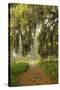 Footpath beneath live oaks draped in Spanish moss at sunrise, Circle B Bar Reserve, Polk County, ne-Adam Jones-Stretched Canvas