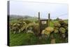 Footpath Gate and Dry Stone Wall Near Elton on a Murky Spring Day-Eleanor Scriven-Stretched Canvas