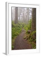 Footpath in foggy forest along Oregon Coast, Oregon, USA-null-Framed Photographic Print