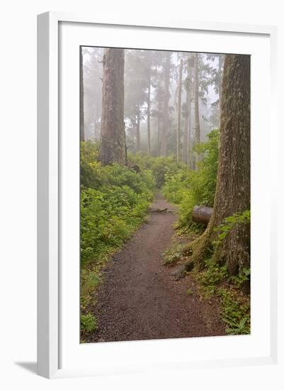 Footpath in foggy forest along Oregon Coast, Oregon, USA-null-Framed Photographic Print