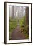 Footpath in foggy forest along Oregon Coast, Oregon, USA-null-Framed Photographic Print