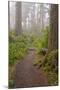 Footpath in foggy forest along Oregon Coast, Oregon, USA-null-Mounted Photographic Print