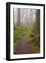 Footpath in foggy forest along Oregon Coast, Oregon, USA-null-Framed Photographic Print