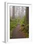 Footpath in foggy forest along Oregon Coast, Oregon, USA-null-Framed Photographic Print