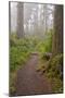 Footpath in foggy forest along Oregon Coast, Oregon, USA-null-Mounted Photographic Print