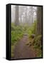 Footpath in foggy forest along Oregon Coast, Oregon, USA-null-Framed Stretched Canvas