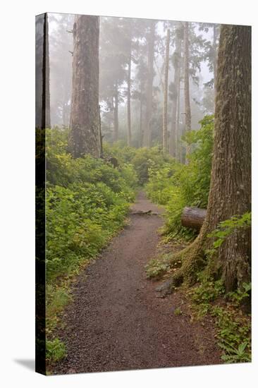 Footpath in foggy forest along Oregon Coast, Oregon, USA-null-Stretched Canvas