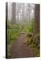 Footpath in foggy forest along Oregon Coast, Oregon, USA-null-Stretched Canvas