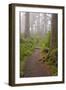 Footpath in foggy forest along Oregon Coast, Oregon, USA-null-Framed Premium Photographic Print