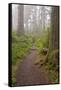 Footpath in foggy forest along Oregon Coast, Oregon, USA-null-Framed Stretched Canvas