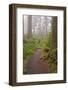 Footpath in foggy forest along Oregon Coast, Oregon, USA-null-Framed Photographic Print