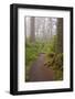 Footpath in foggy forest along Oregon Coast, Oregon, USA-null-Framed Photographic Print