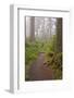 Footpath in foggy forest along Oregon Coast, Oregon, USA-null-Framed Photographic Print