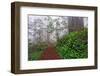 Footpath in foggy redwood forest beneath Pacific Rhododendron, Redwood National Park.-Adam Jones-Framed Photographic Print