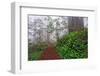 Footpath in foggy redwood forest beneath Pacific Rhododendron, Redwood National Park.-Adam Jones-Framed Photographic Print