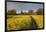 Footpath in rapeseed field to village of Peasemore and St. Barnabas church, Peasemore-Stuart Black-Framed Photographic Print