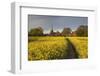 Footpath in rapeseed field to village of Peasemore and St. Barnabas church, Peasemore-Stuart Black-Framed Photographic Print