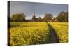 Footpath in rapeseed field to village of Peasemore and St. Barnabas church, Peasemore-Stuart Black-Stretched Canvas