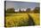 Footpath in rapeseed field to village of Peasemore and St. Barnabas church, Peasemore-Stuart Black-Stretched Canvas