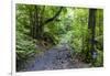 Footpath in the Cubo De La Galga, Biosphere Reserve Los Tilos, La Palma, Canary Islands, Spain-Gerhard Wild-Framed Photographic Print