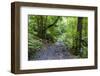 Footpath in the Cubo De La Galga, Biosphere Reserve Los Tilos, La Palma, Canary Islands, Spain-Gerhard Wild-Framed Photographic Print