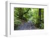 Footpath in the Cubo De La Galga, Biosphere Reserve Los Tilos, La Palma, Canary Islands, Spain-Gerhard Wild-Framed Photographic Print