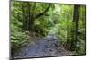 Footpath in the Cubo De La Galga, Biosphere Reserve Los Tilos, La Palma, Canary Islands, Spain-Gerhard Wild-Mounted Photographic Print