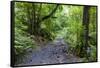 Footpath in the Cubo De La Galga, Biosphere Reserve Los Tilos, La Palma, Canary Islands, Spain-Gerhard Wild-Framed Stretched Canvas