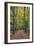 Footpath leading through beech tree woodland, Basingstoke, Hampshire, England-Stuart Black-Framed Photographic Print