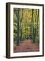 Footpath leading through beech tree woodland, Basingstoke, Hampshire, England-Stuart Black-Framed Photographic Print