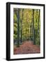 Footpath leading through beech tree woodland, Basingstoke, Hampshire, England-Stuart Black-Framed Photographic Print