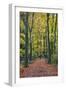 Footpath leading through beech tree woodland, Basingstoke, Hampshire, England-Stuart Black-Framed Photographic Print