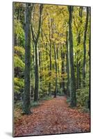 Footpath leading through beech tree woodland, Basingstoke, Hampshire, England-Stuart Black-Mounted Photographic Print