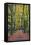 Footpath leading through beech tree woodland, Basingstoke, Hampshire, England-Stuart Black-Framed Stretched Canvas