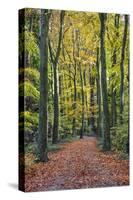 Footpath leading through beech tree woodland, Basingstoke, Hampshire, England-Stuart Black-Stretched Canvas