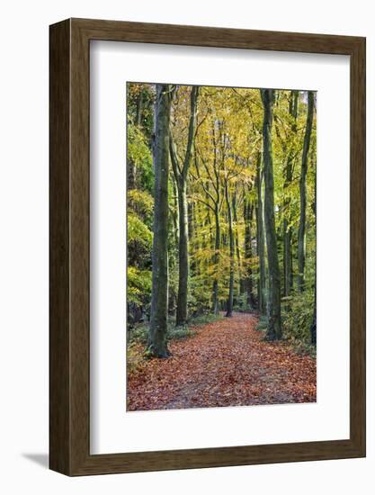 Footpath leading through beech tree woodland, Basingstoke, Hampshire, England-Stuart Black-Framed Photographic Print