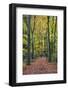 Footpath leading through beech tree woodland, Basingstoke, Hampshire, England-Stuart Black-Framed Photographic Print