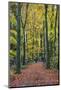 Footpath leading through beech tree woodland, Basingstoke, Hampshire, England-Stuart Black-Mounted Photographic Print