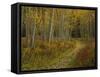 Footpath Through Autumn Aspen Trees, San Isabel National Forest, Colorado, USA-Adam Jones-Framed Stretched Canvas
