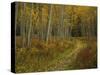 Footpath Through Autumn Aspen Trees, San Isabel National Forest, Colorado, USA-Adam Jones-Stretched Canvas