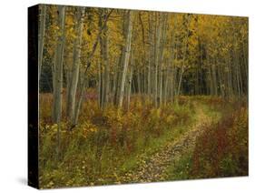 Footpath Through Autumn Aspen Trees, San Isabel National Forest, Colorado, USA-Adam Jones-Stretched Canvas