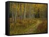 Footpath Through Autumn Aspen Trees, San Isabel National Forest, Colorado, USA-Adam Jones-Framed Stretched Canvas