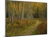 Footpath Through Autumn Aspen Trees, San Isabel National Forest, Colorado, USA-Adam Jones-Mounted Photographic Print