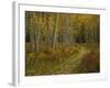 Footpath Through Autumn Aspen Trees, San Isabel National Forest, Colorado, USA-Adam Jones-Framed Photographic Print