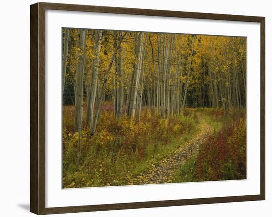 Footpath Through Autumn Aspen Trees, San Isabel National Forest, Colorado, USA-Adam Jones-Framed Photographic Print