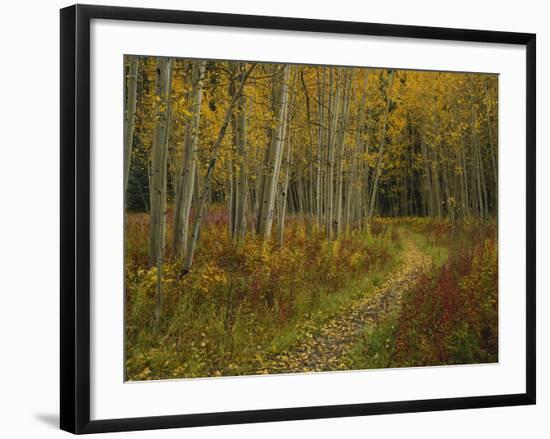 Footpath Through Autumn Aspen Trees, San Isabel National Forest, Colorado, USA-Adam Jones-Framed Photographic Print