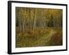 Footpath Through Autumn Aspen Trees, San Isabel National Forest, Colorado, USA-Adam Jones-Framed Photographic Print