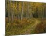 Footpath Through Autumn Aspen Trees, San Isabel National Forest, Colorado, USA-Adam Jones-Mounted Photographic Print